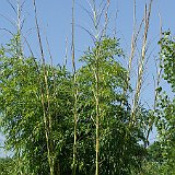 Phyllostachys vivax Huangwenzhu-inversa 7-2012.JPG